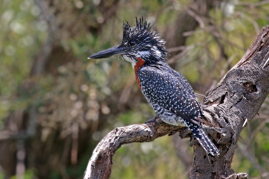 GIANT KINGFISHER BIRD GLOSSY POSTER PICTURE PHOTO BANNER PRINT
