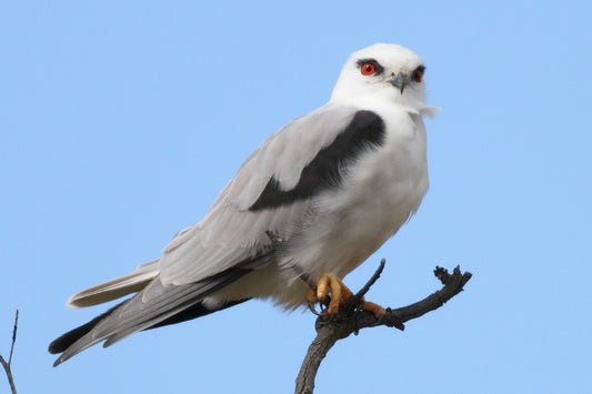 BLACK SHOULDERED KITE BIRD GLOSSY POSTER PICTURE PHOTO BANNER PRINT