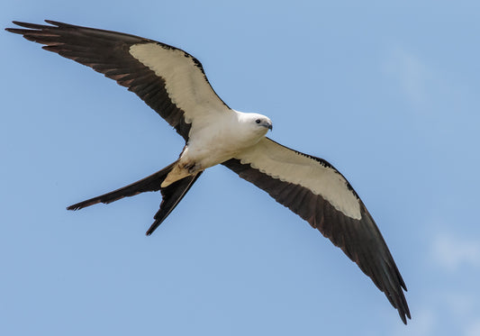 SWALLOW TAILED KITE BIRD GLOSSY POSTER PICTURE PHOTO BANNER PRINT