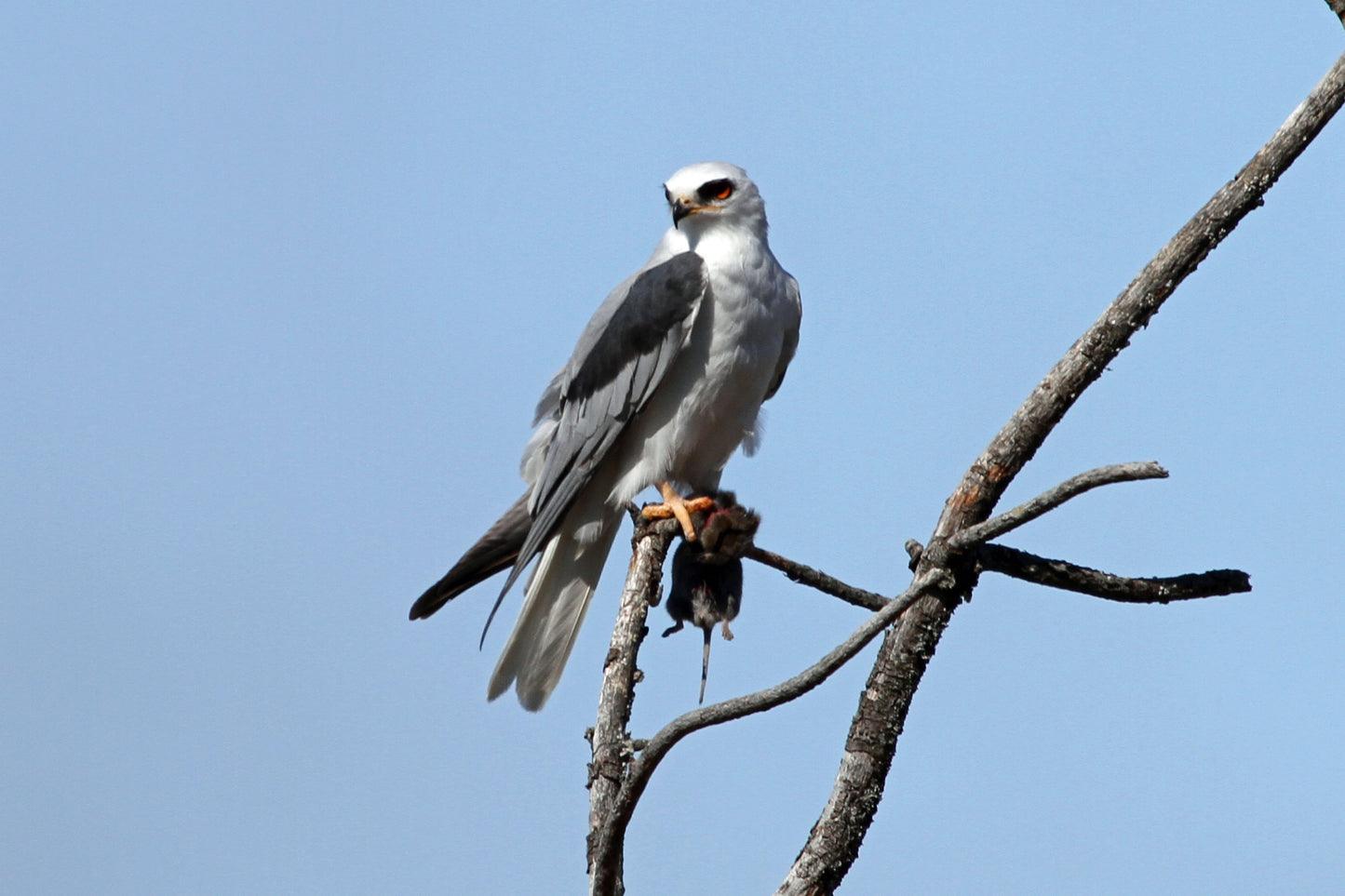 WHITE TAILED KITE GLOSSY POSTER PICTURE PHOTO BANNER PRINT