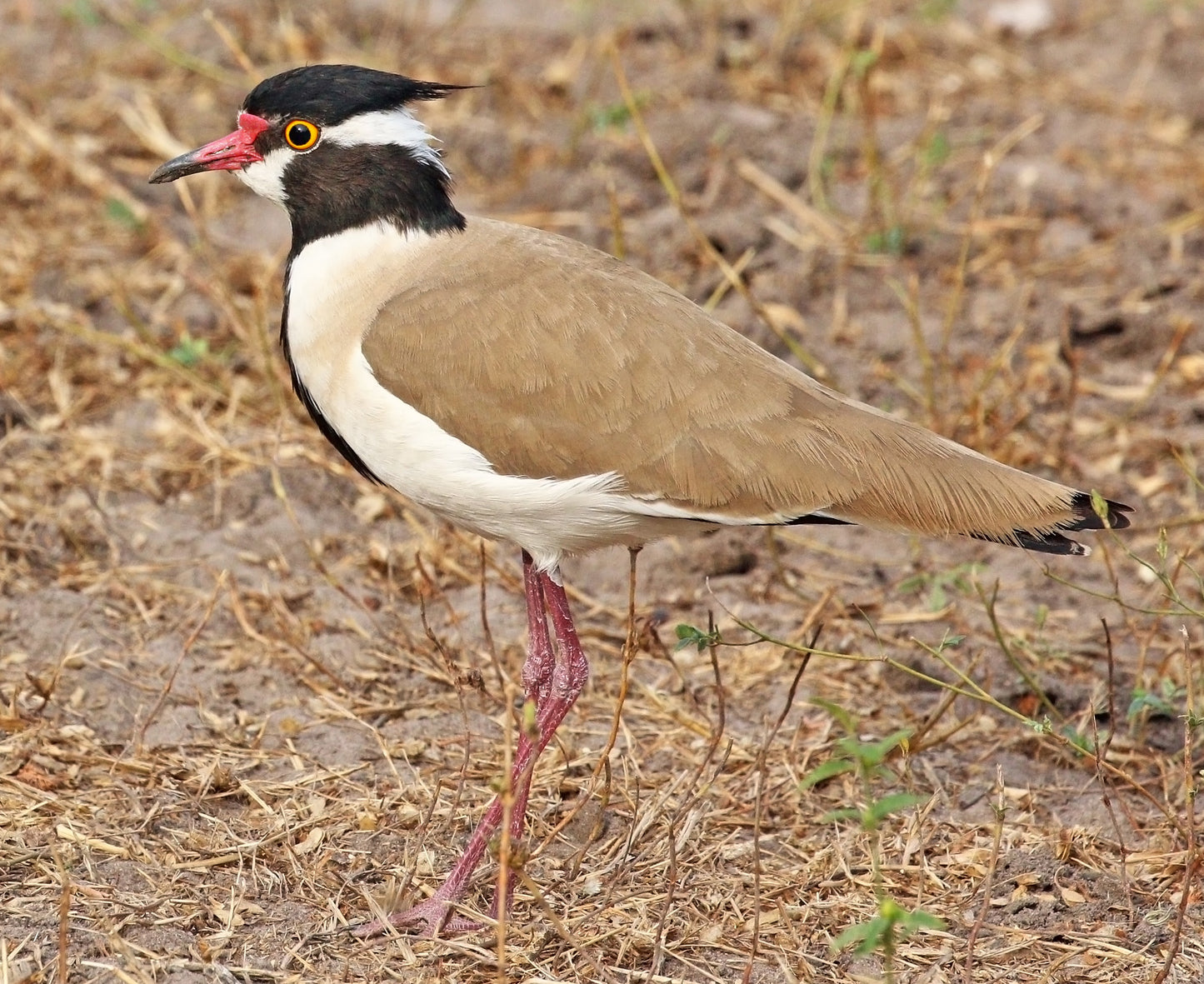 Black Headed Lapwing Bird Glossy Poster Picture Photo Banner Print Conversationprints