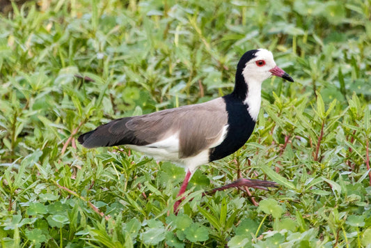 LONG TOED LAPWING BIRD GLOSSY POSTER PICTURE PHOTO BANNER PRINT