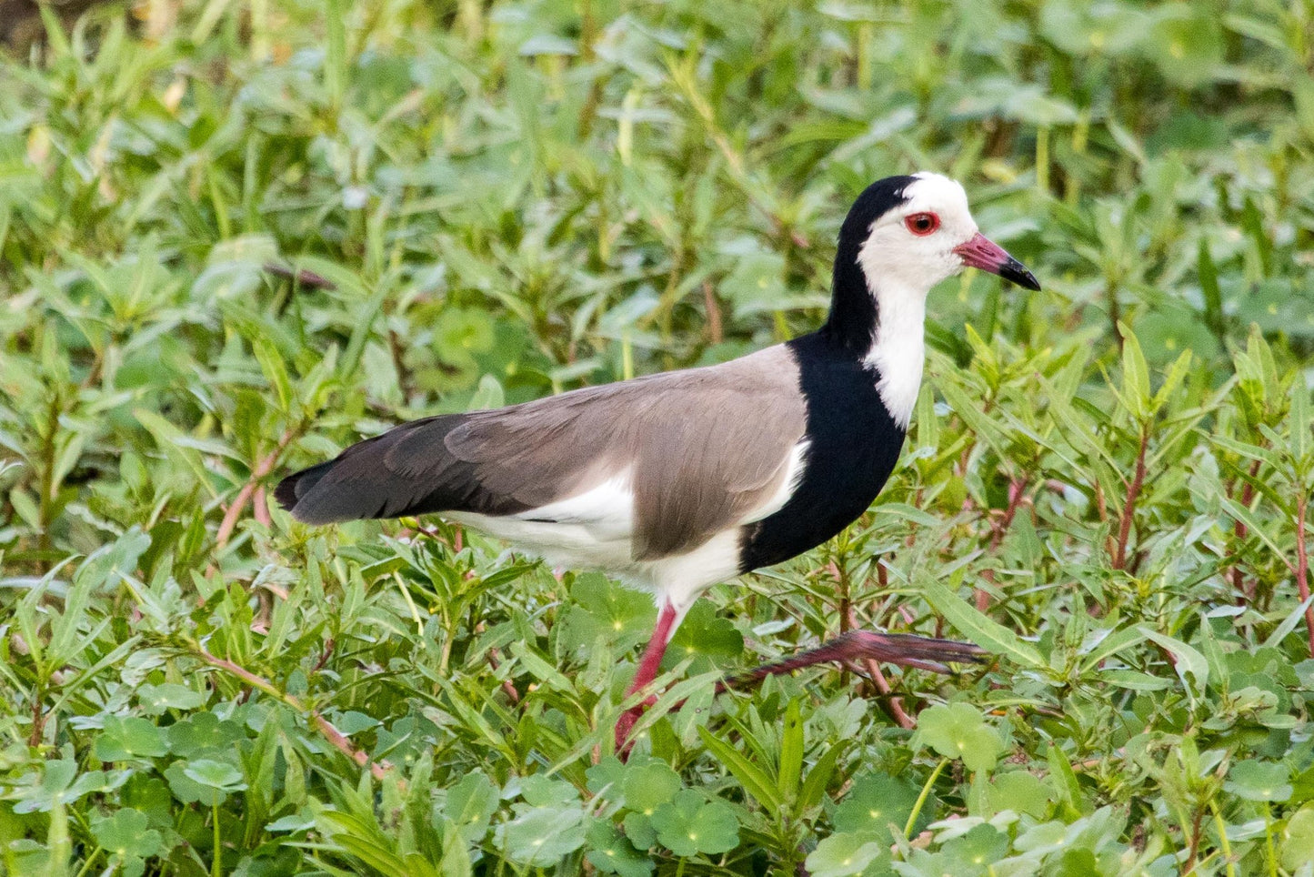 Long Toed Lapwing Bird Glossy Poster Picture Photo Banner Print Conversationprints