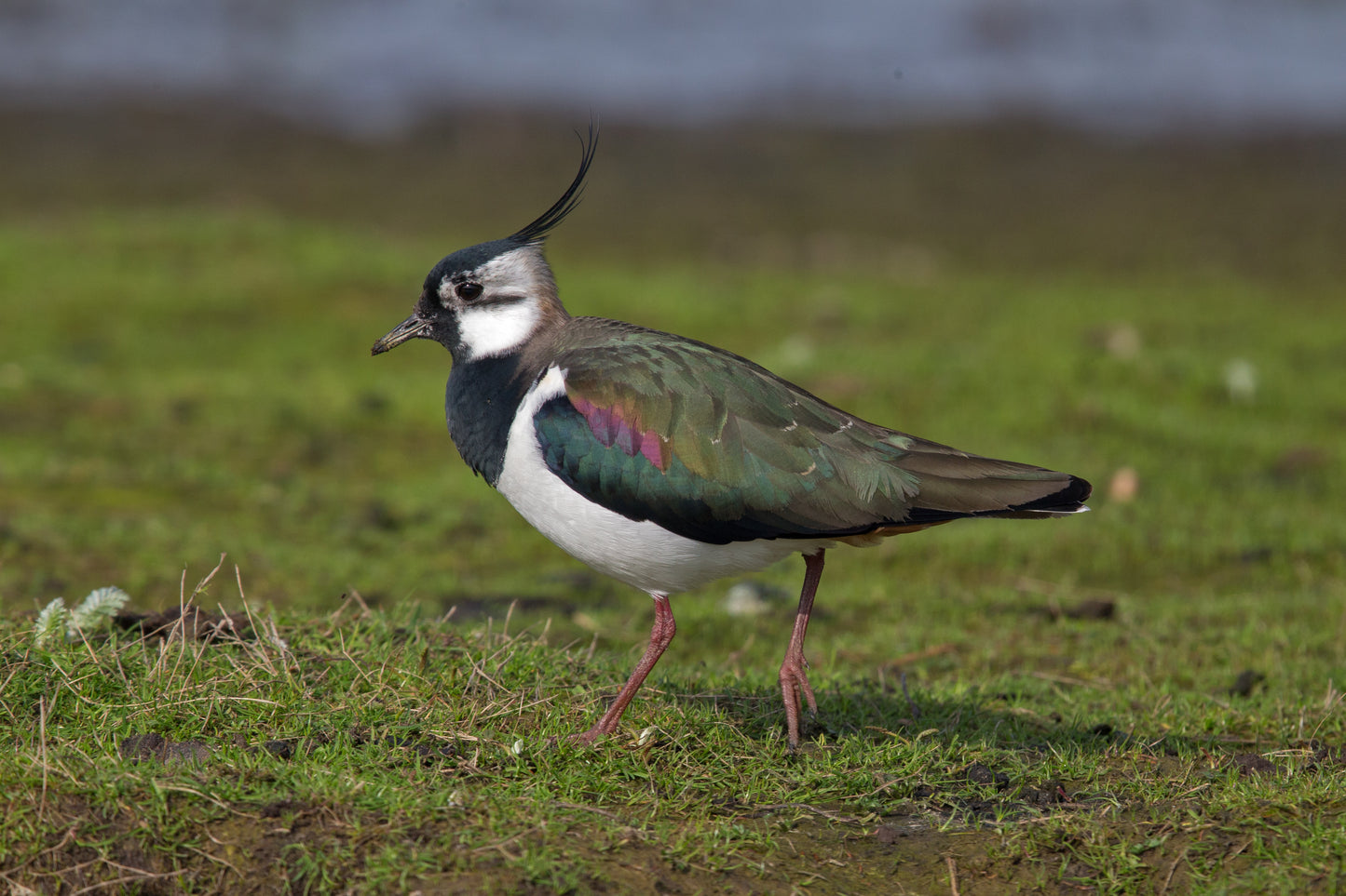 Northern Lapwing Bird Glossy Poster Picture Photo Banner Print Lap Wing Conversationprints