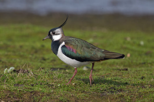 Northern Lapwing Bird Glossy Poster Picture Photo Banner Print Lap Wing Conversationprints