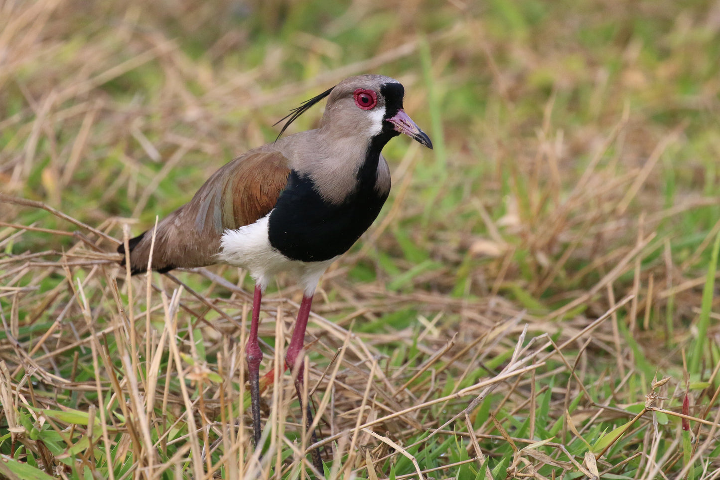 Southern Lapwing Bird Glossy Poster Picture Photo Banner Print Lap Wing Conversationprints