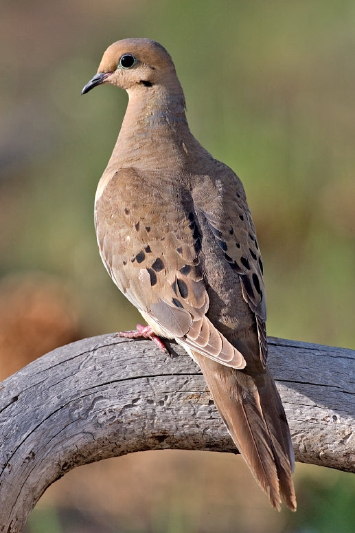 Mourning Dove Bird Glossy Poster Picture Photo Banner Print Morning Dove Conversationprints