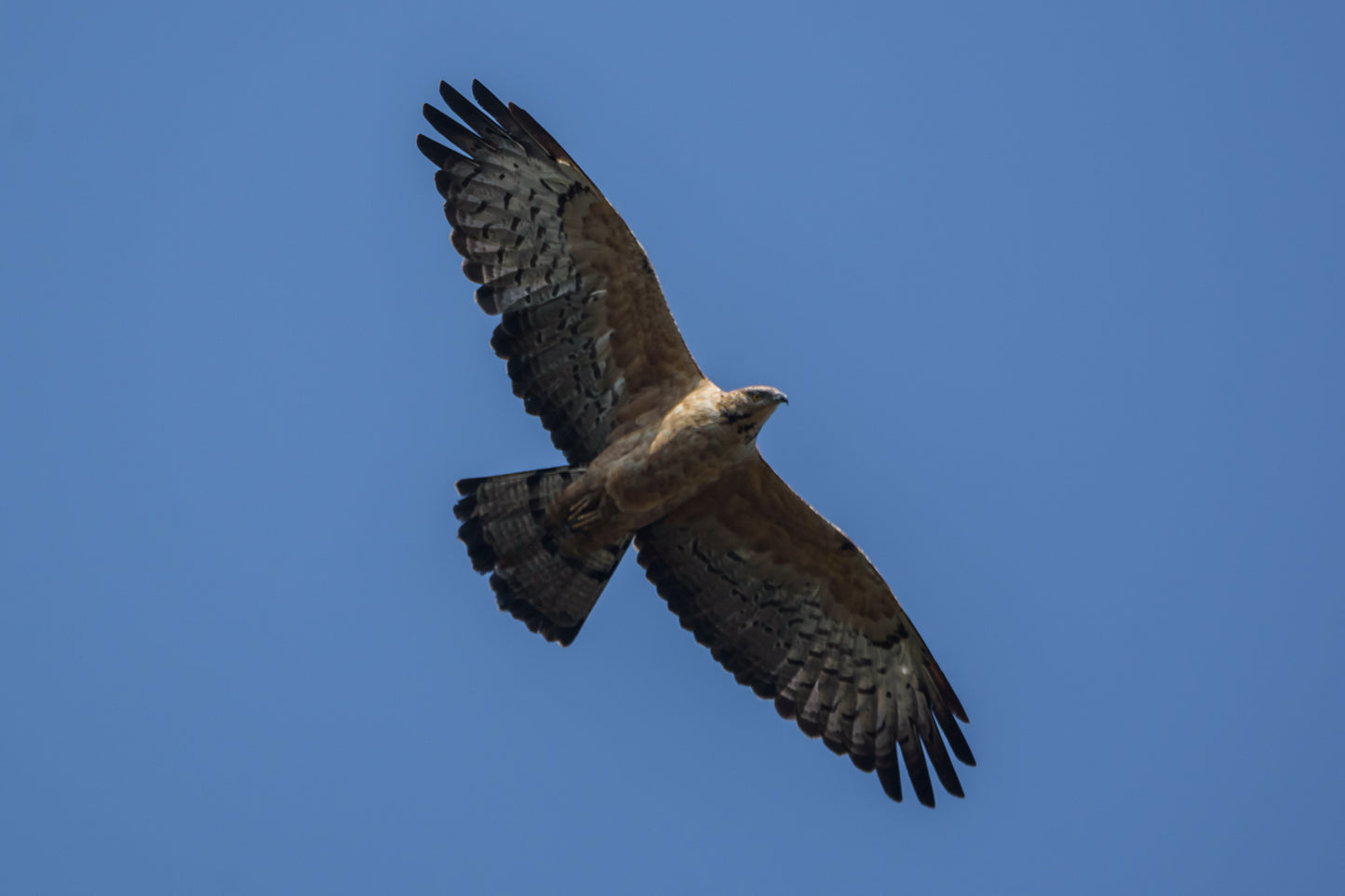 Oriental Honey Buzzard Bird Glossy Poster Picture Photo Banner Print Conversationprints