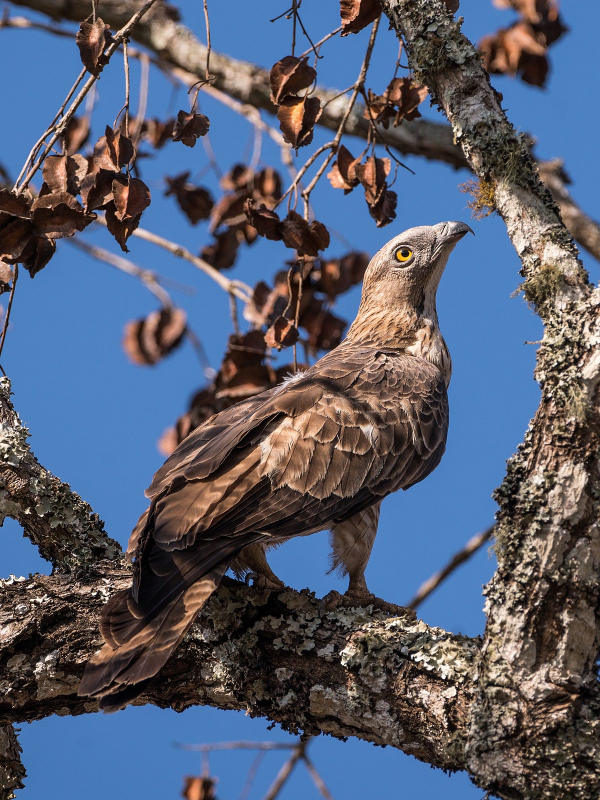 Oriental Honey Buzzard Glossy Poster Picture Photo Banner Print Conversationprints