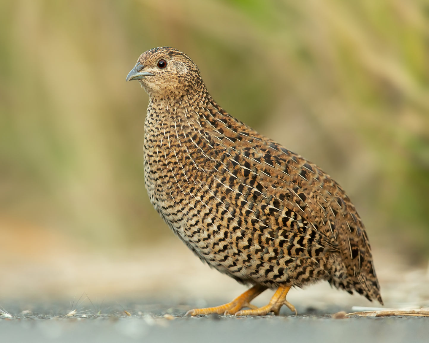 Brown Quail Bird Glossy Poster Picture Photo Banner Print Conversationprints