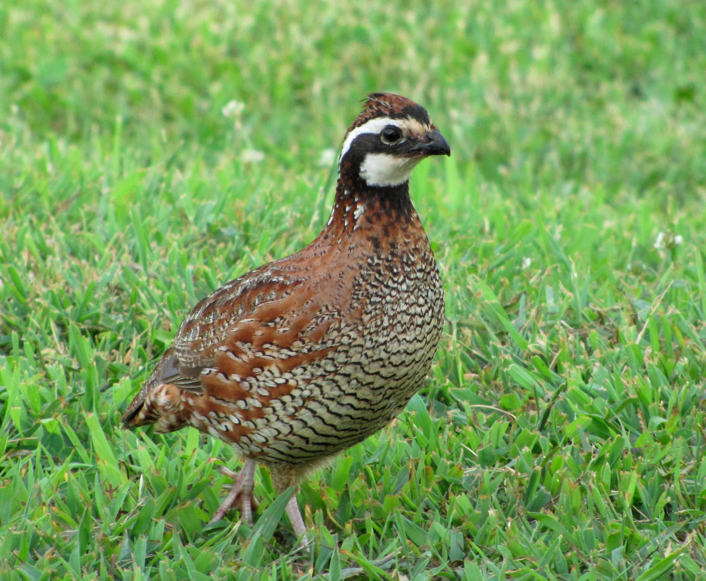 Northern Bob White Quail Bird Glossy Poster Picture Photo Banner Print Conversationprints