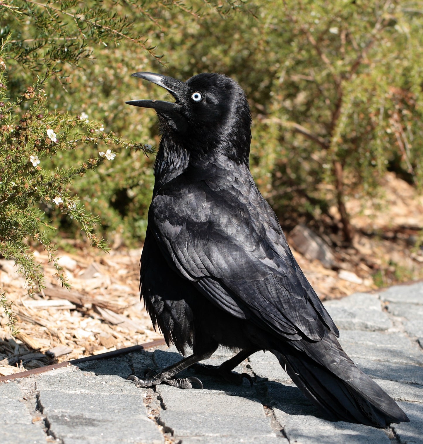 Australian Raven Bird Glossy Poster Picture Photo Banner Print Conversationprints