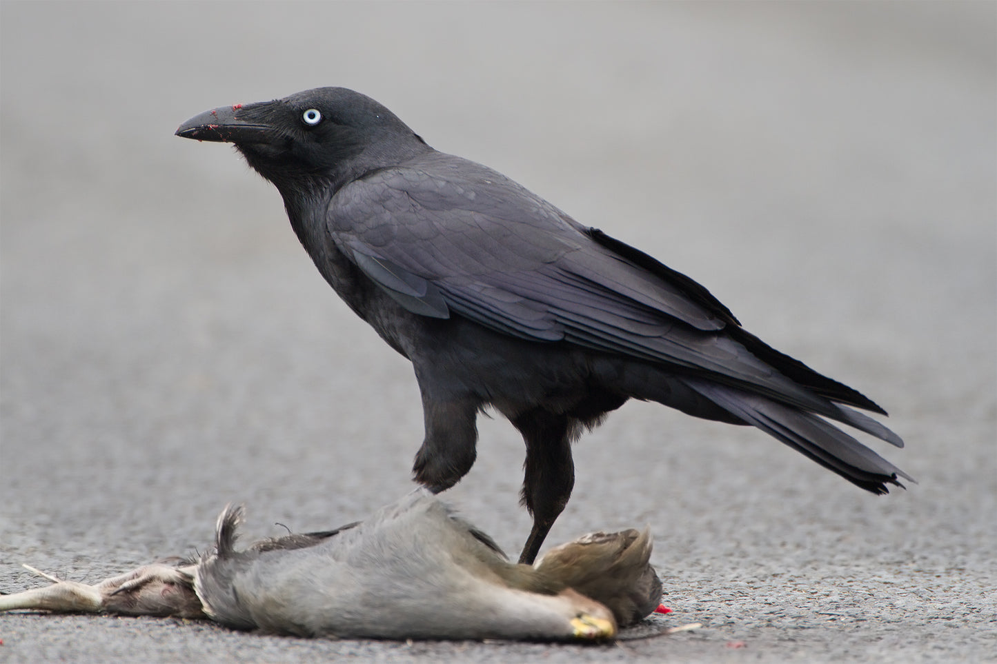 Forest Raven Glossy Poster Picture Photo Banner Print Crow Black Conversationprints