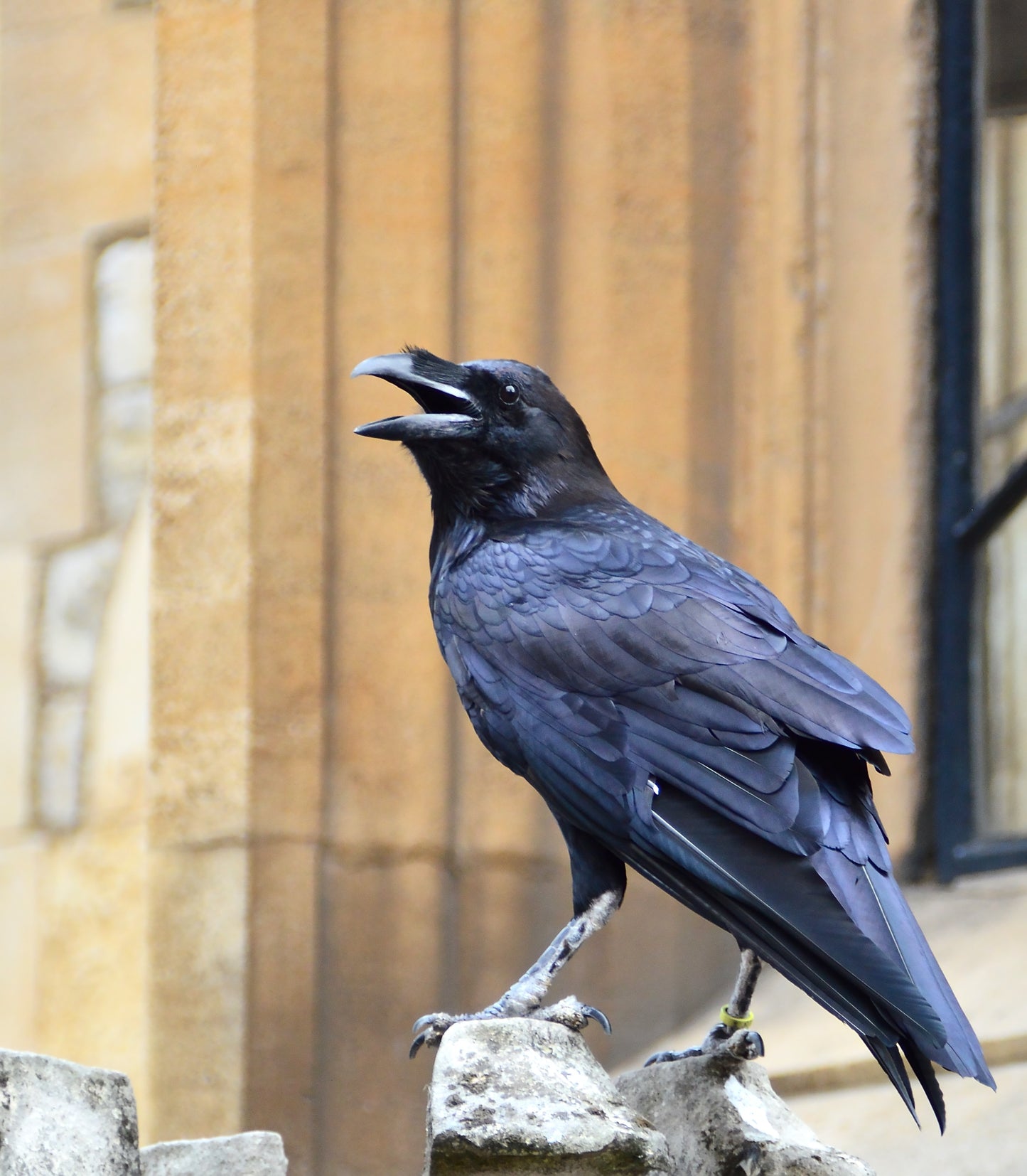 Tower Of London Raven Glossy Poster Picture Photo Banner Print Crow Black Conversationprints