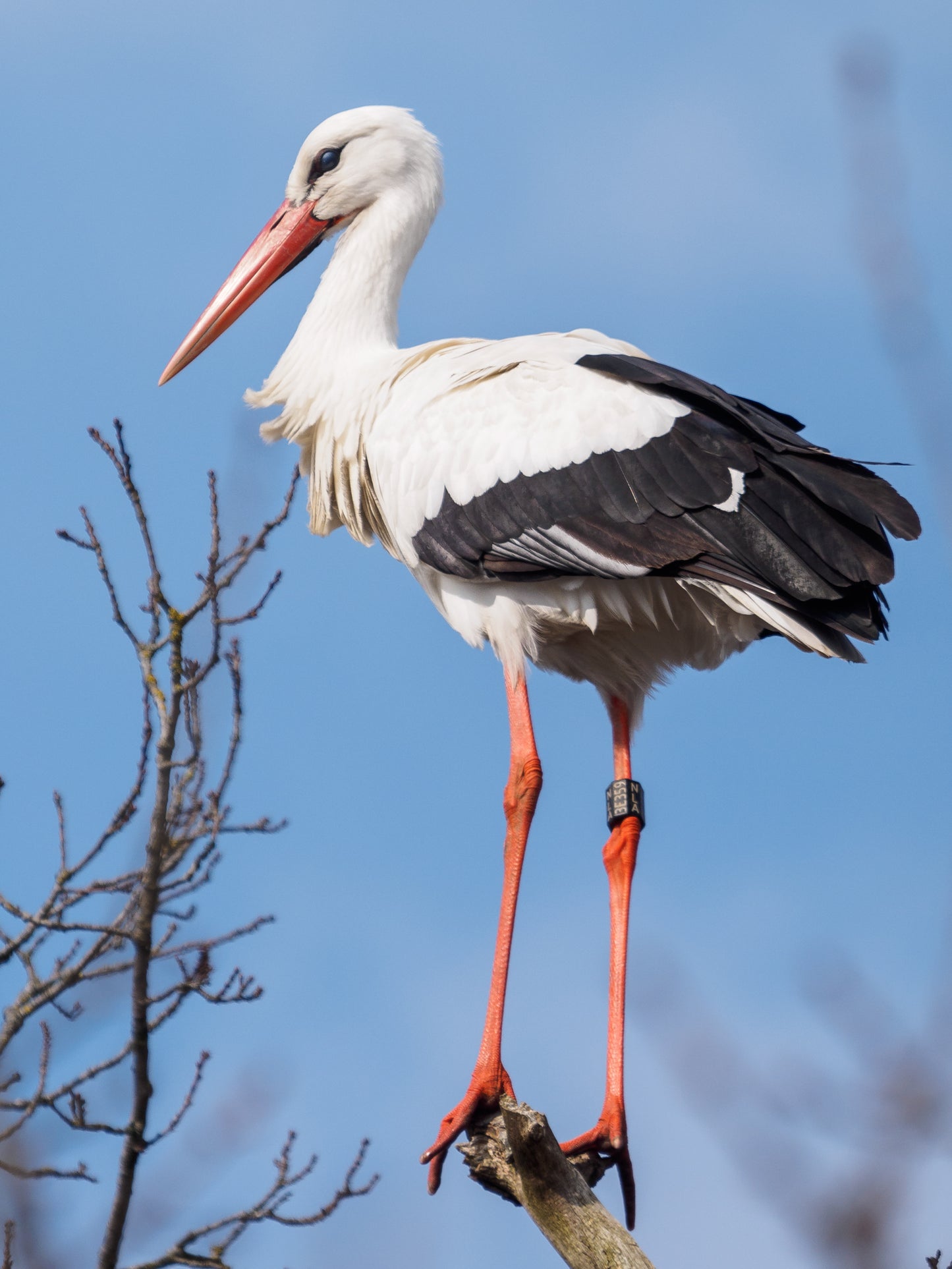 Ringed White Stork Bird Glossy Poster Picture Photo Banner Print Conversationprints