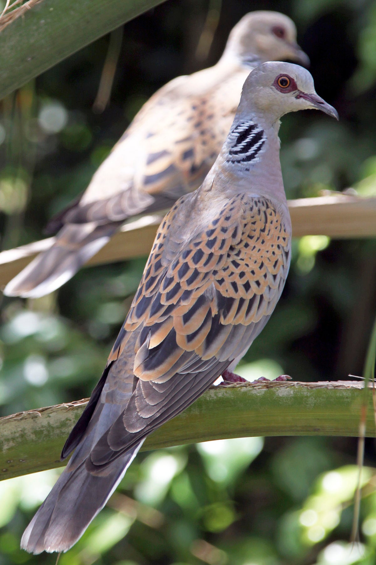 European Turtle Dove Bird Glossy Poster Picture Photo Banner Print Conversationprints