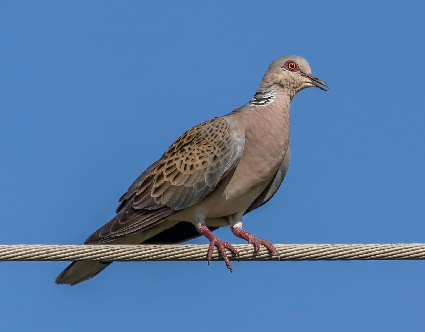 EUROPEAN TURTLE DOVE GLOSSY POSTER PICTURE PHOTO BANNER PRINT