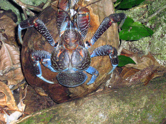 COCONUT CRAB GIANT HERMIT GLOSSY POSTER PICTURE PHOTO BANNER PRINT robber