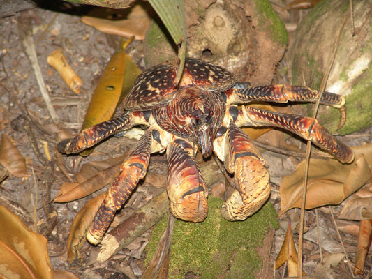 COCONUT CRAB GIANT HERMIT GLOSSY POSTER PICTURE PHOTO BANNER PRINT palm
