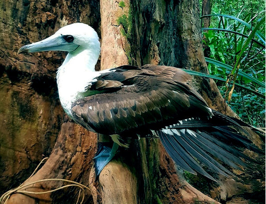 Extinct Abbott'S Booby Seabird Glossy Poster Picture Photo Print Banner Conversationprints