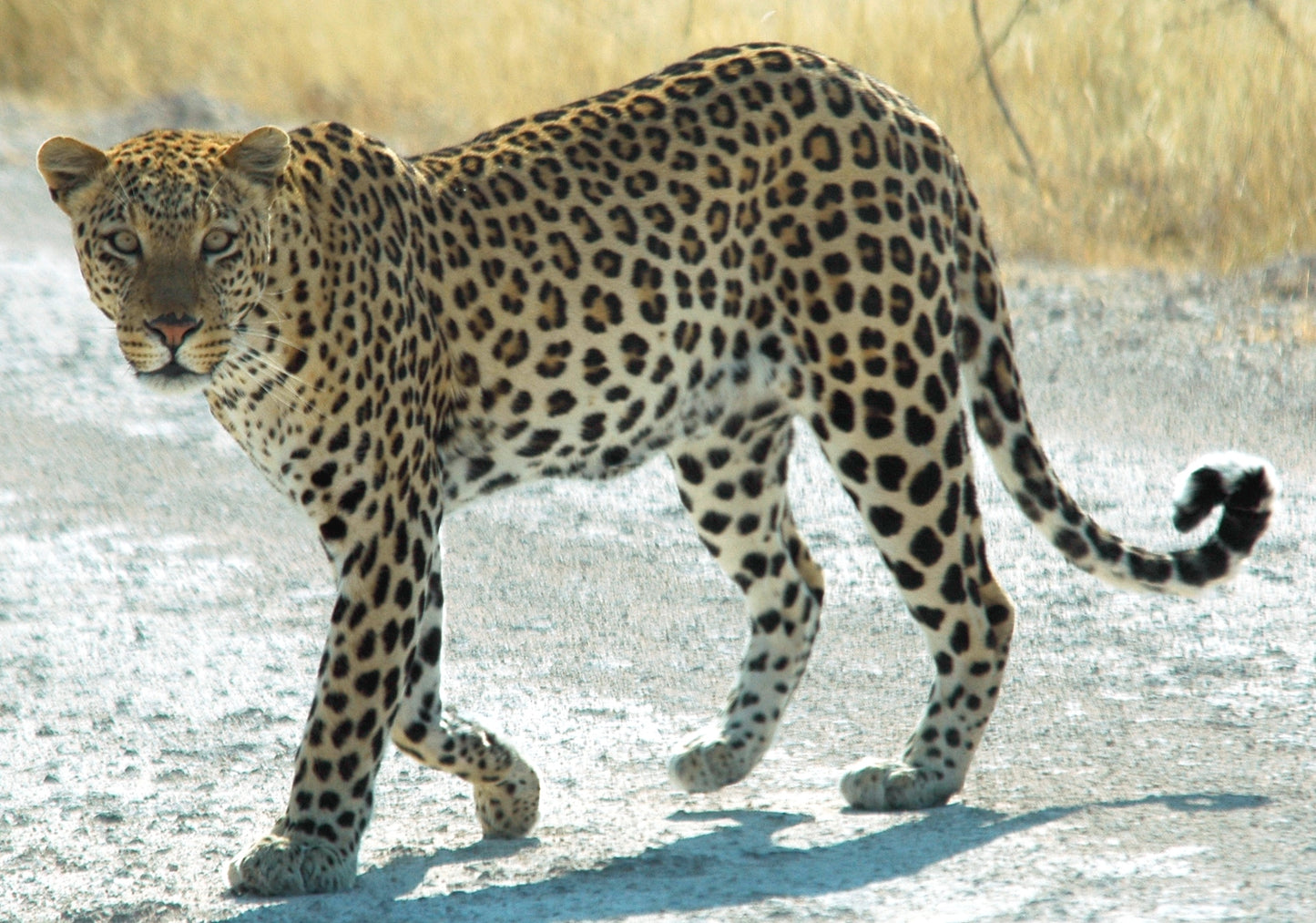 Extinct African Zanzibar Leopard Glossy Poster Picture Photo Print Banner Conversationprints