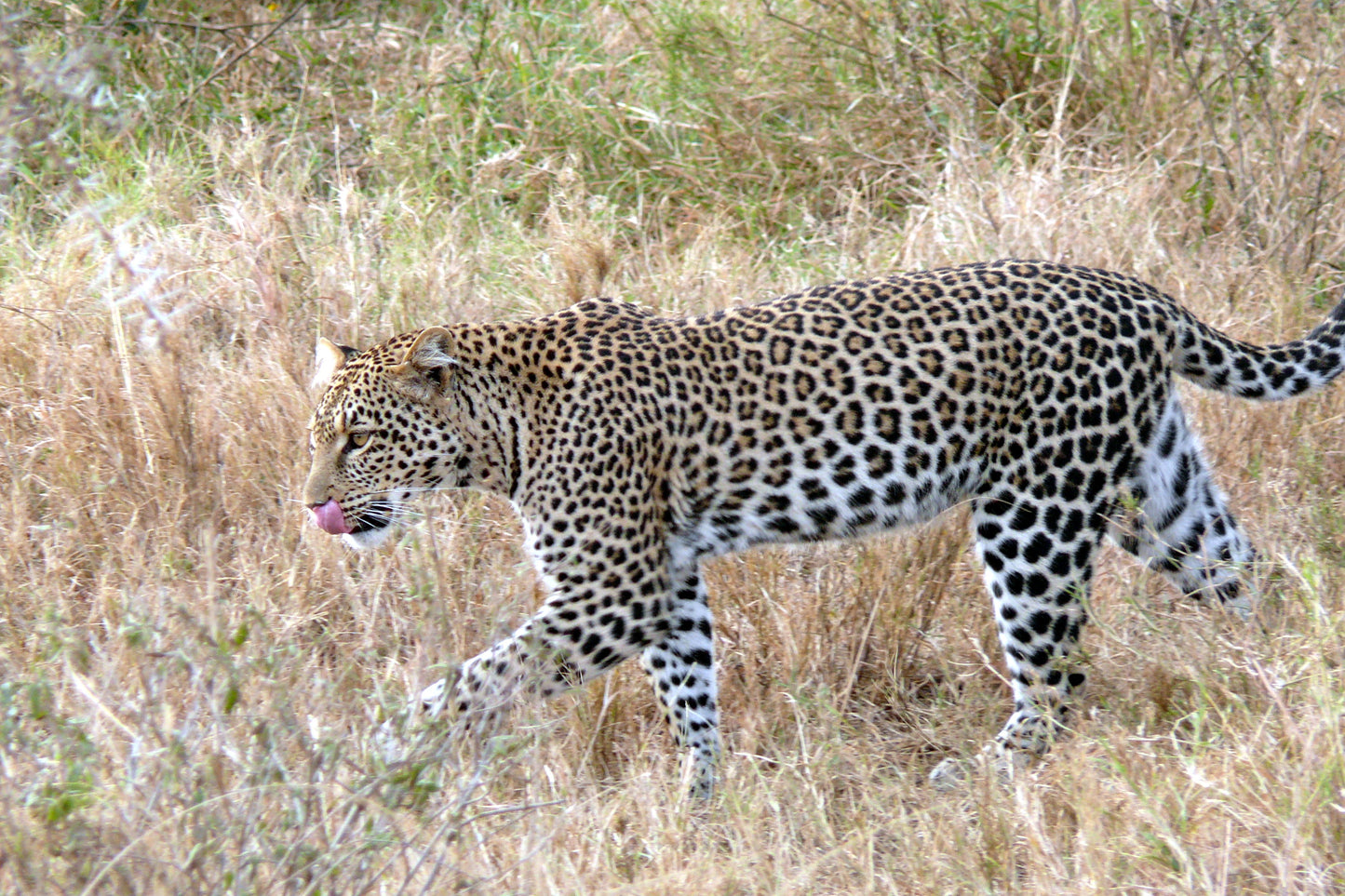 Extinct Zanzibar Leopard Big Cat Glossy Poster Picture Photo Print Banner Conversationprints