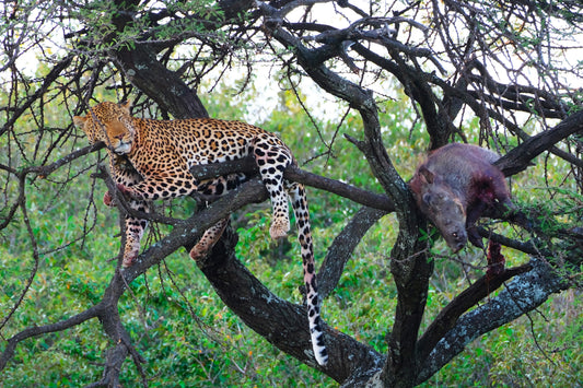 Extinct African Leopard In Tree Glossy Poster Picture Photo Print Banner Conversationprints