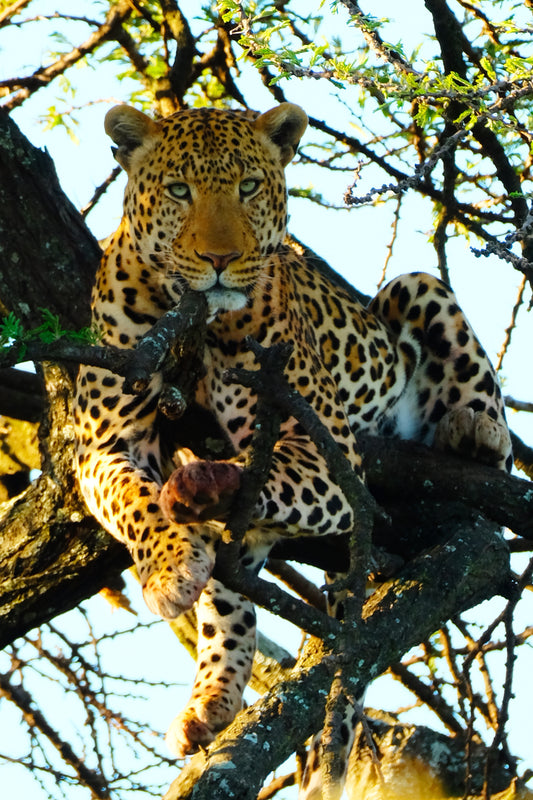 Extinct Zanzibar Leopard In Tree Glossy Poster Picture Photo Print Banner Conversationprints