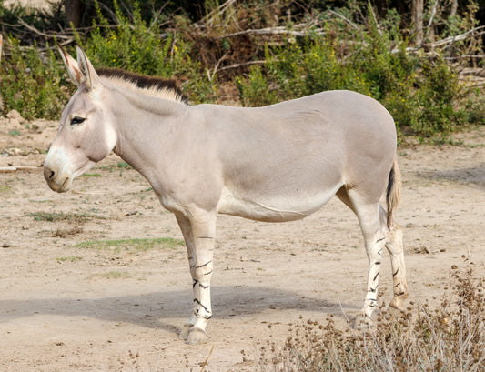 Extinct African Wild Donkey Glossy Poster Picture Photo Print Banner Conversationprints