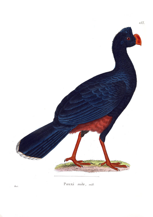 Extinct Alagoas Curassow Bird Glossy Poster Picture Photo Print Banner Conversationprints