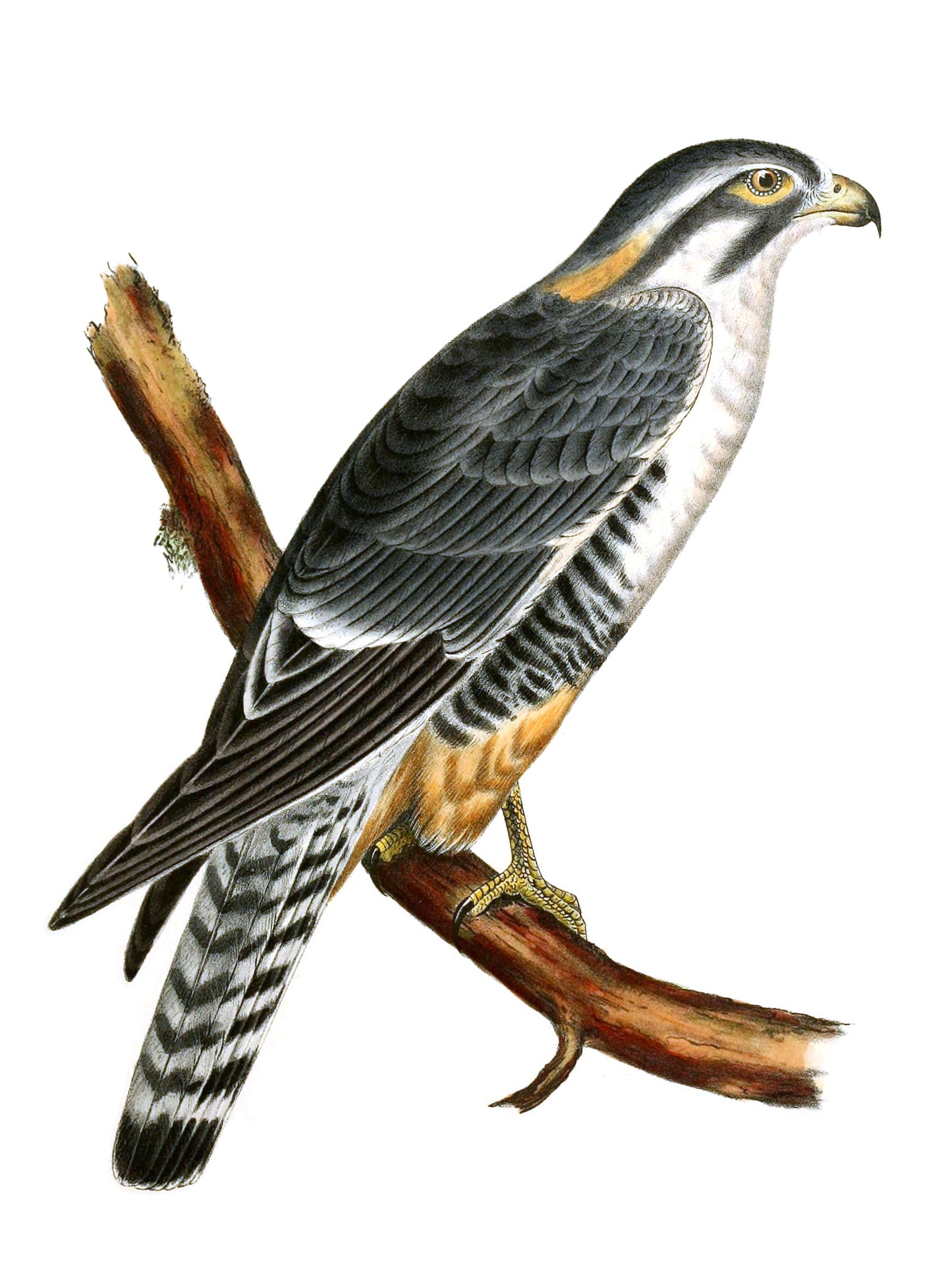 Extinct Aplomado Falcon Bird Glossy Poster Picture Photo Print Banner Conversationprints