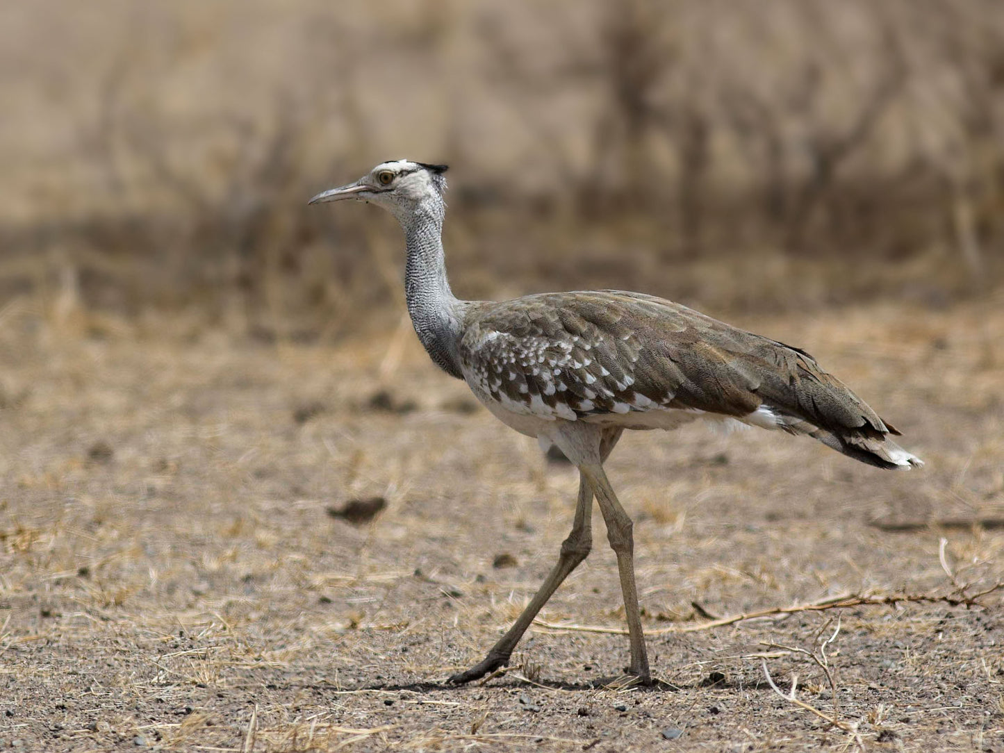 Extinct Arabian Bustard Bird Glossy Poster Picture Photo Print Banner Conversationprints