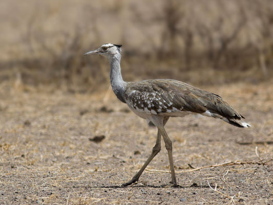 Extinct Arabian Bustard Bird Glossy Poster Picture Photo Print Banner Conversationprints