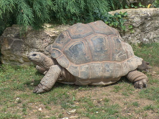 Extinct Aldabra Giant Tortoise Glossy Poster Picture Photo Print Banner Conversationprints