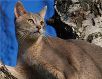 BLUE ABYSSINIAN CAT GLOSSY POSTER PICTURE PHOTO kitten kitty kitties cute