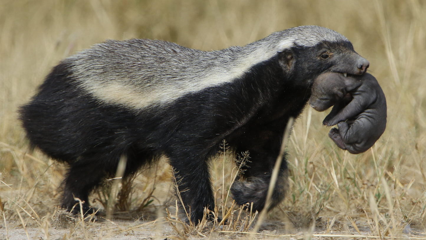 HONEY BADGER GLOSSY POSTER PICTURE PHOTO PRINT BANNER ratal mammal weasel