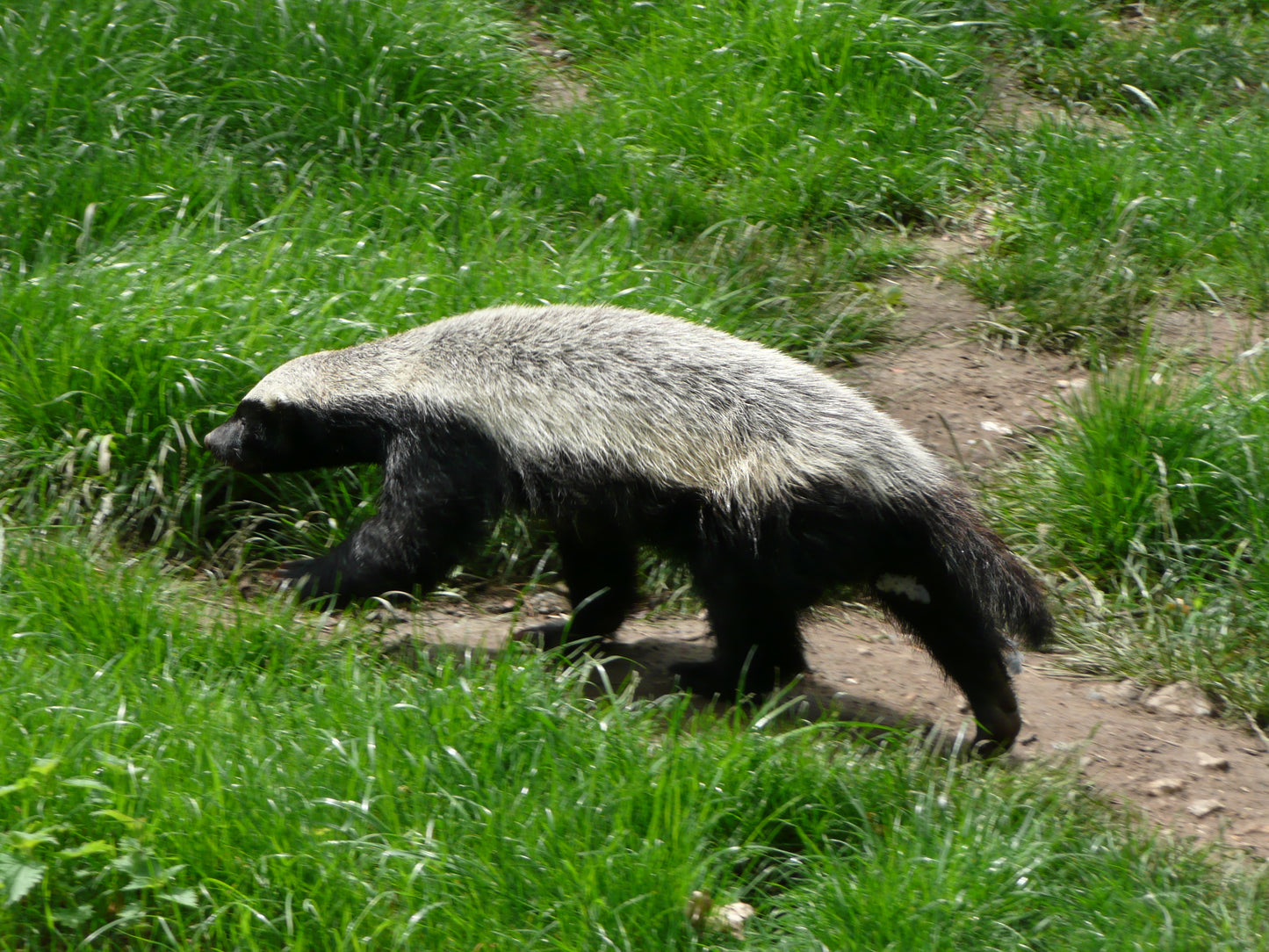 HONEY BADGER GLOSSY POSTER PICTURE PHOTO PRINT BANNER ratal mammal weasel