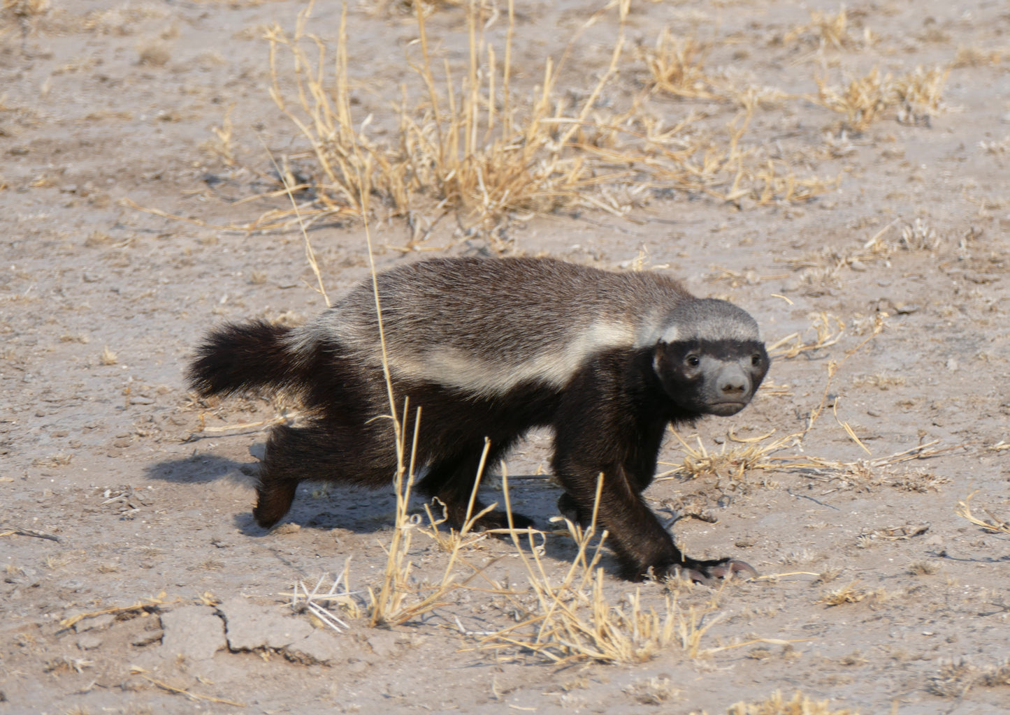 Honey Badger Glossy Poster Picture Photo Print Banner Ratal Mammal Weasel Conversationprints