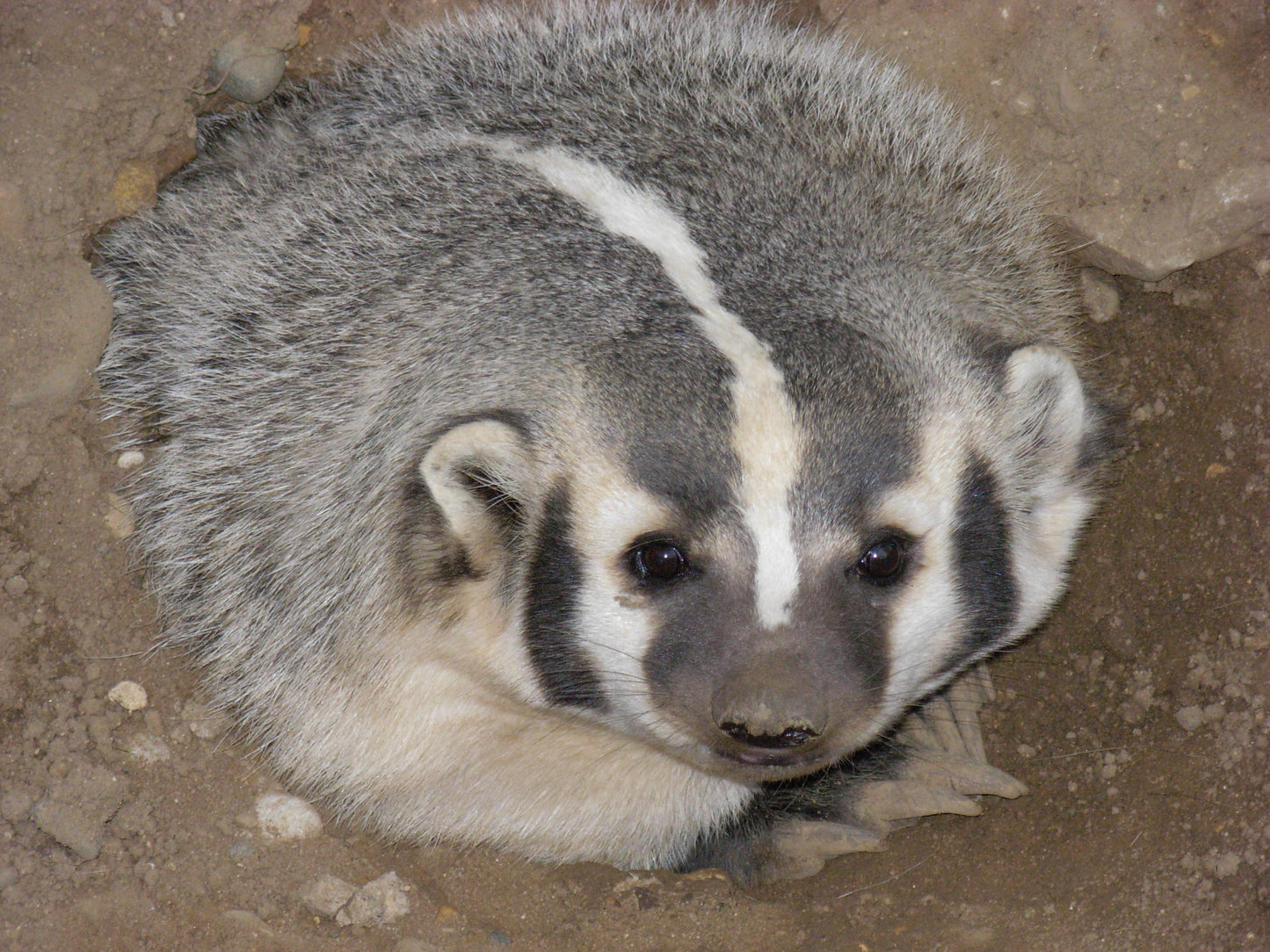 NORTH AMERICAN BADGER GLOSSY POSTER PICTURE PHOTO PRINT BANNER cute furry