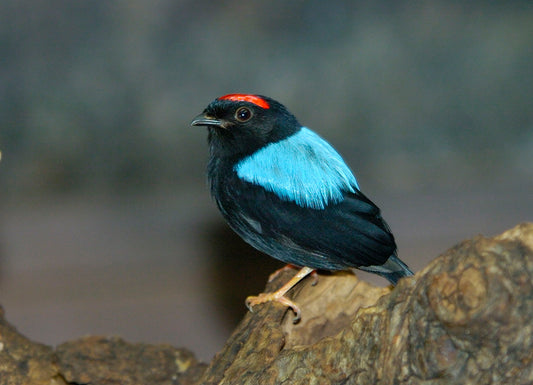 Blue Backed Manakin Glossy Poster Picture Photo Print Banner Passerine Bird Conversationprints