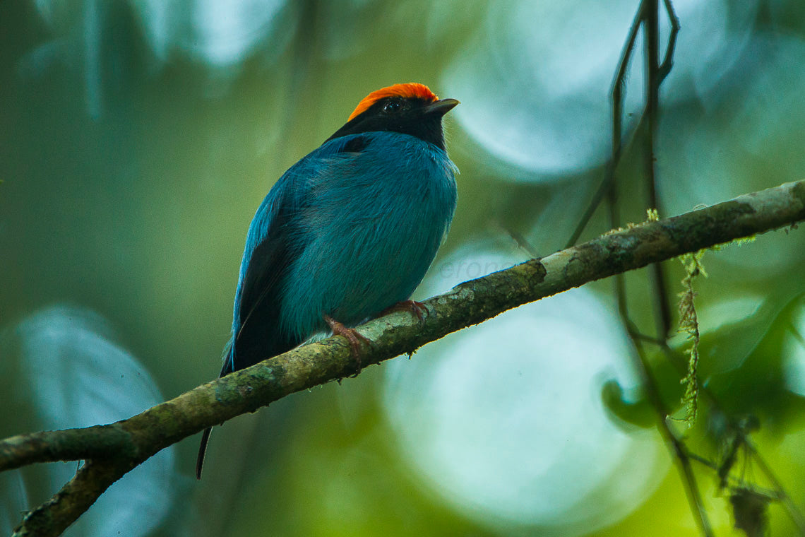 Blue Backed Manakin Glossy Poster Picture Photo Print Banner Passerine Bird Conversationprints