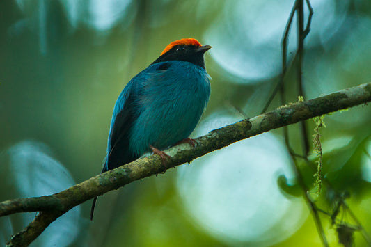 Blue Backed Manakin Glossy Poster Picture Photo Print Banner Passerine Bird Conversationprints