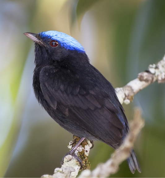 Blue Crowned Manakin Glossy Poster Picture Photo Print Banner Male Bird Conversationprints