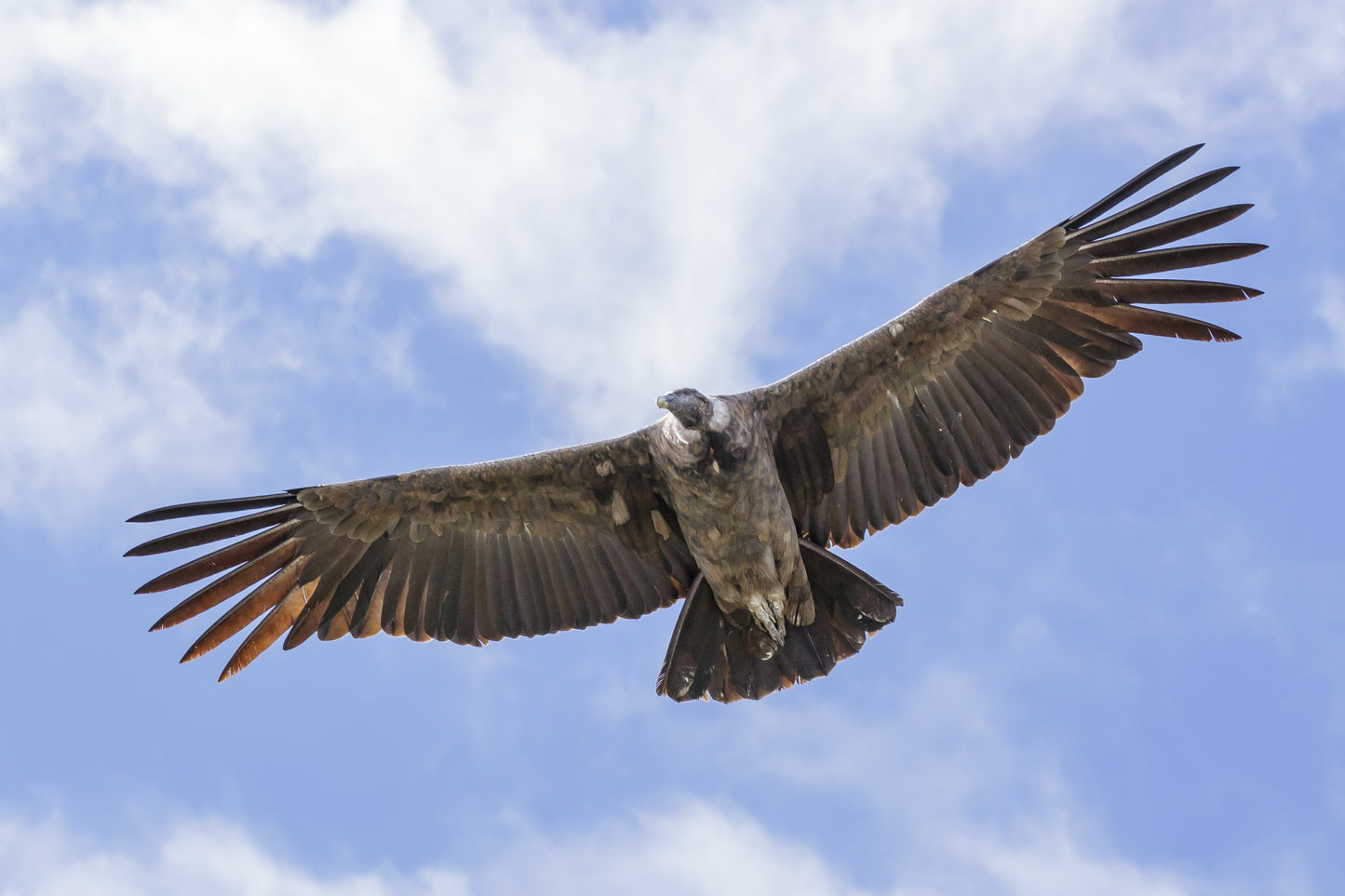 Andean Condor Glossy Poster Picture Photo Print Banner Andes Vulture Bird Conversationprints