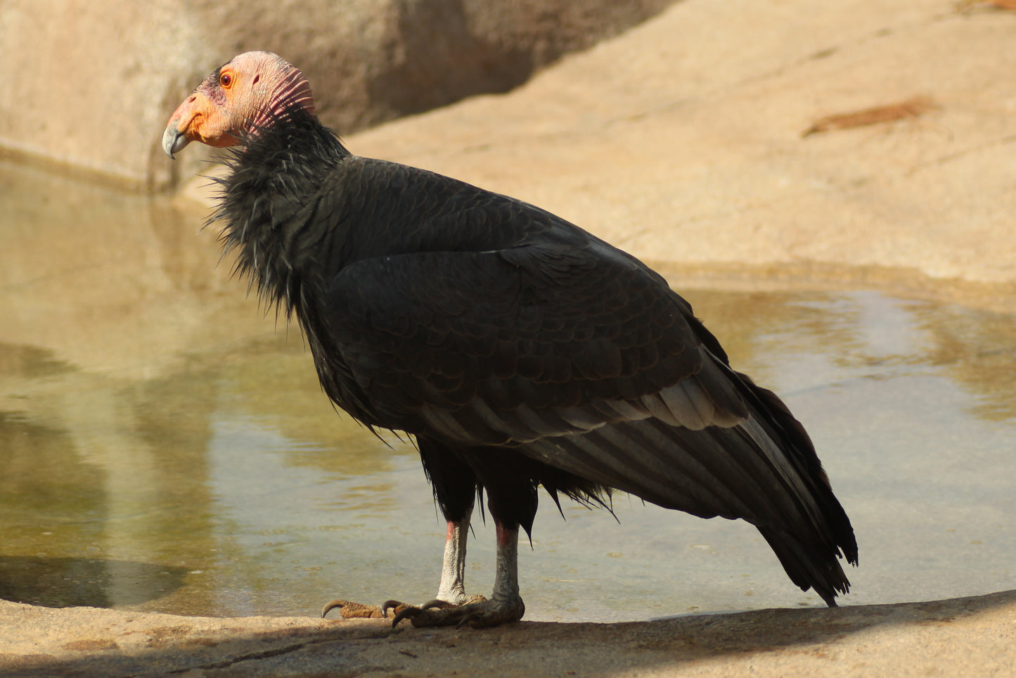 California Condor Glossy Poster Picture Photo Print Banner Vulture Bird Conversationprints