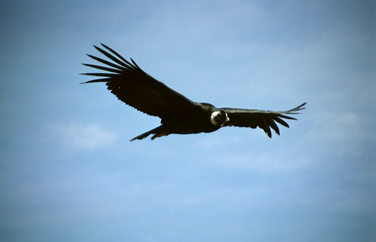 Colca Canyon Condor Glossy Poster Picture Photo Print Banner Vulture Bird Conversationprints