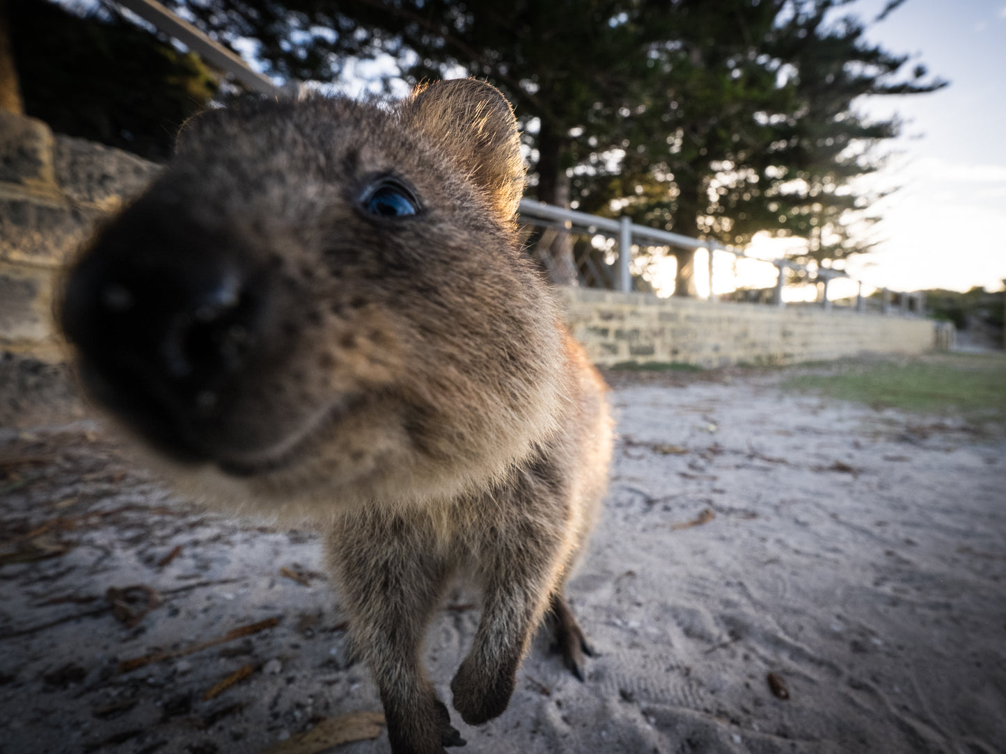 Quokka Glossy Poster Picture Photo Print Banner Smiling Cute Scrub Wallaby Conversationprints