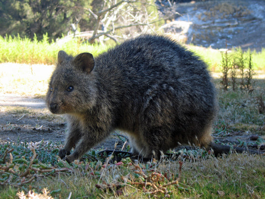 Quokka Glossy Poster Picture Photo Print Banner Smiling Cute Scrub Wallaby Conversationprints