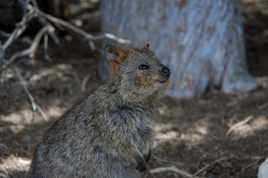 Quokka Glossy Poster Picture Photo Print Banner Smiling Cute Scrub Wallaby Conversationprints