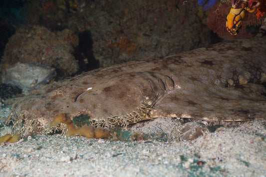 Tasselled Wobbegong Carpet Shark Glossy Poster Picture Photo Print Banner Conversationprints